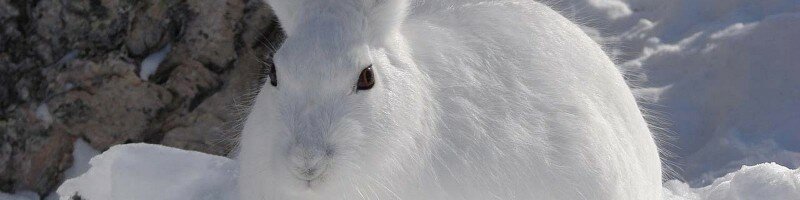 Охота на зайца петлями