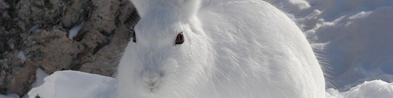 Охота на зайца по чернотропу