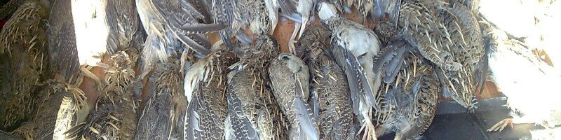 Перепел – места обитания и способы охоты на эту царскую дичь с собакой и другими способами