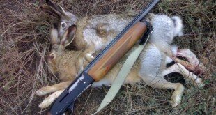 Охота на зайца, в тч зимой видео Охота на зайца, в тч зимой видео