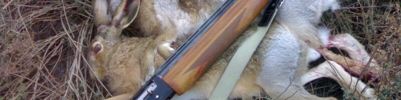 Коллективные охоты на зайца – виды, правила, организация, проведение
