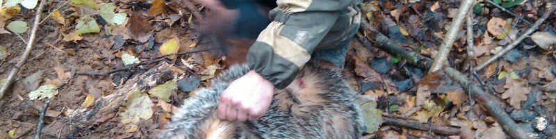 Охота на барсука – эксклюзивное, азартное, искусное, полезное хобби