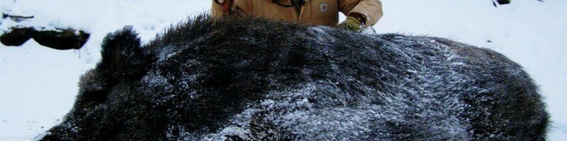 Кабан — Куда стрелять. Убойные места кабана