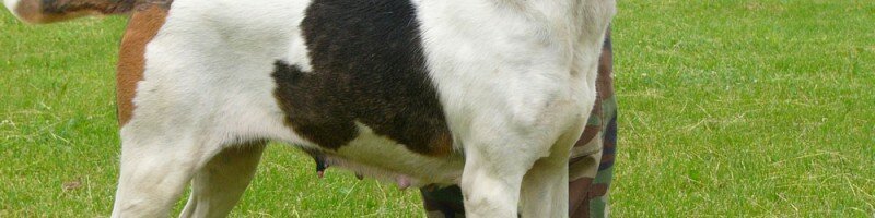 Обзор и описание основных пород гончих собак и особенности их поведения на охоте