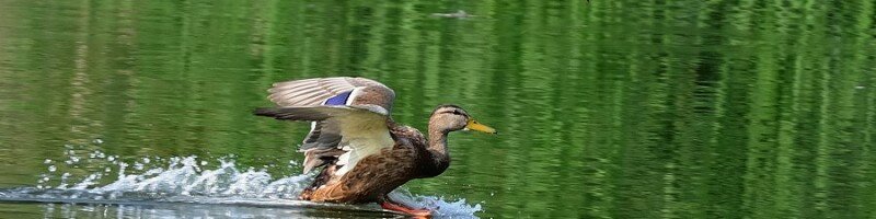 Утиные истории августа. Советы к открытию сезона