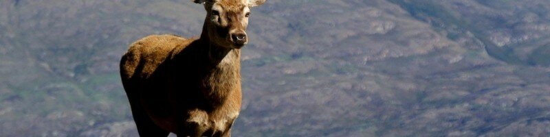 Охота на марала на реву