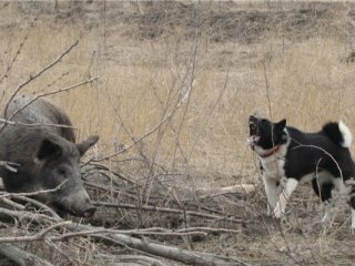 Охота на Кабана с собаками