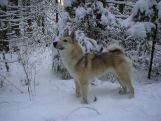 Охота на глухаря с собакой