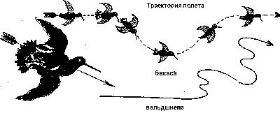 Траектория полета бекаса - сравнение с вальшнепом