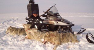 Охота на снегоходах на волка
