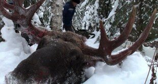 «Охота на лося с лайкой на севере России » — смотреть видео онлайн