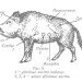 Кабан — Куда стрелять. Убойные места кабана